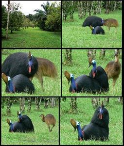 Cassowaries Mating blog