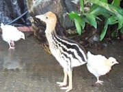 f_chicks